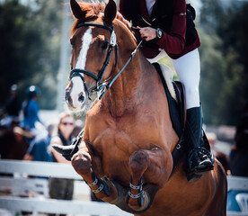 brown horse jumps during FEI contest