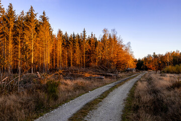 Fototapeta premium The golden Fall Sunset