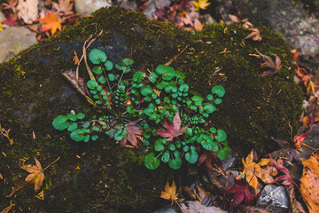 秋の川沿いに落ちた落ち葉