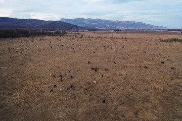 Aerial view of herd of black, white, brown cows and calves grazing in meadow in the Caucasus mountains at sunset. Winter. Russia. Drone photography. 