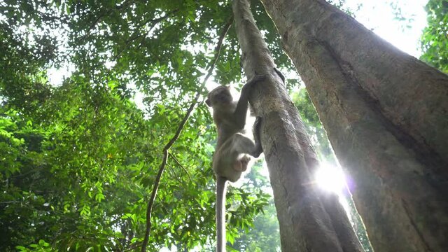 Gimbal move look up monkey angry look at camera.