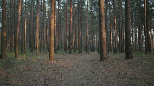 Walking path in dusk summer forest
