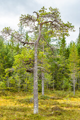 Single tree in marshland in Norway
