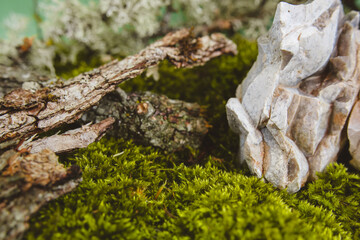 Background from live green moss, tree bark, dry leaves, copy space.