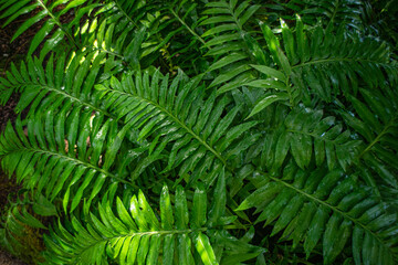 Fototapeta premium fern leaf in the forest