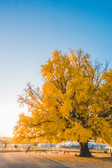 大きい木の綺麗ないちょうの葉