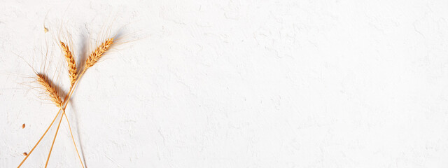 White textured banner with cereal ears, copy space © alinakho