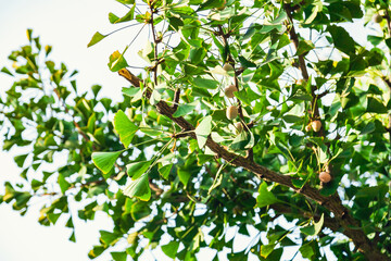 Gingko biloba tree leaf in sunny day with sunlight