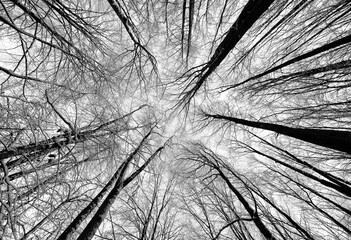 Baumkronen Winter Eichen Buchen Mischwald Himmel Winter Schnee Äste Ast Zweige Verzweigung...