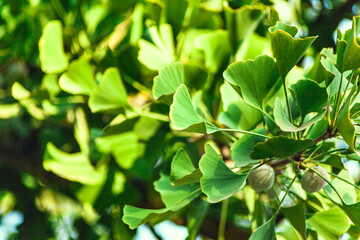 Gingko biloba tree leaf in sunny day with sunlight