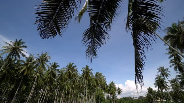 Tilt up the green scenery under blue sky at coconut palm plantation.