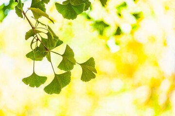 Obraz premium Gingko biloba tree leaf in sunny day with sunlight