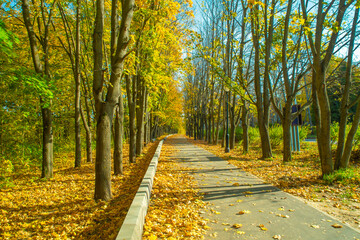 A walkway in the autumn forest surrounded by beautiful trees. A pastoral view of the park path among yellow foliage.