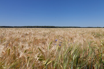 Champs orge et fleur bleue