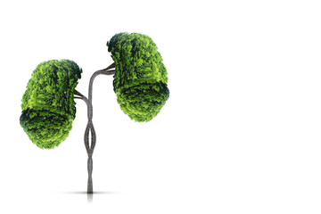 Trees (kidneys), 3D environmental and medical concepts
