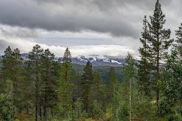 Trees with mountains in the background