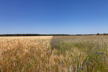 Champs d'orge et fleurs bleues