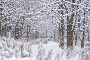 A path for calm walks in the winter park. Snow-covered trees in a quiet forest