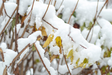 Snow-covered tree branches with dry yellow leaves in the winter forest.