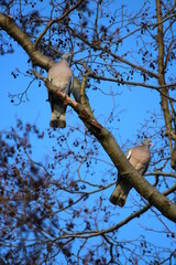 bird on tree