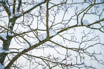 Fototapeta na wymiar Branches with snow
