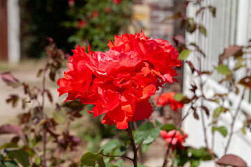 Rose rouge dans jardin