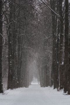 Snow-covered alley in the park during a snowfall. High tunnel of trees in the winter forest. © Николай Батаев