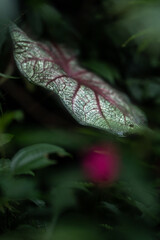 planta natureza flores 