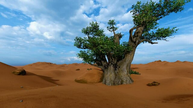 Single baobab tree in african desert.