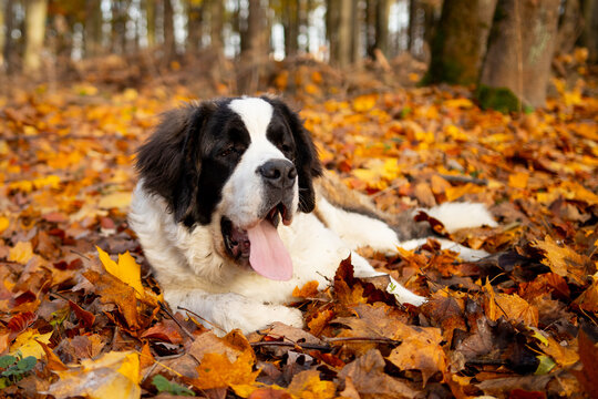 Bernardyn długowłosy w lesie