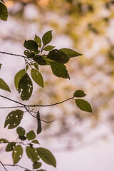 natureza flores arvore plantas