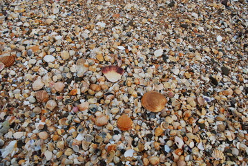 Hintergrund - Dekor - Portugal - Quarteira - Muschelstrand