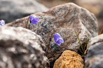 flowers on the ground