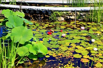 Arboretum Bolestraszyce