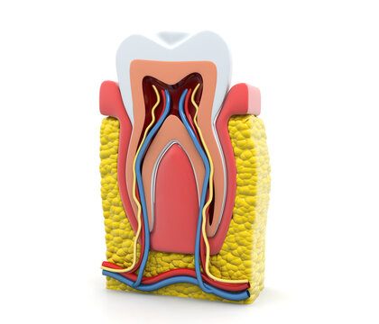 Human tooth cross section. 3d illustration