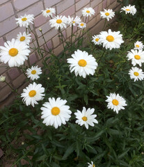 Field with large garden daisies. Garden white daisies close up