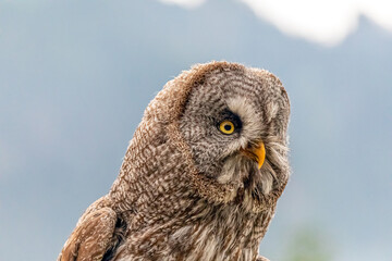 great grey owl