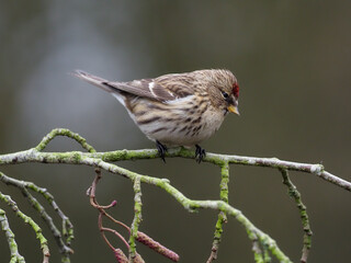 Lesser redpoll, Acanthis cabaret