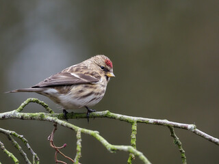 Lesser redpoll, Acanthis cabaret