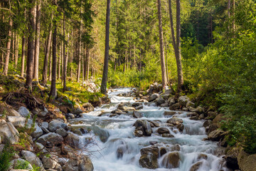 stream in the forest