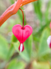 Flowering of the plant Dicentra formosa on a blurred background. This flower has another name - a bleeding or broken heart. Selective focus
