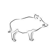 Boar. Outlined silhouette of a standing wild boars isolated on a white background. Vector 10 EPS.