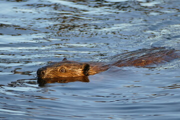 Biber on swim