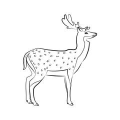 Deer. Outlined silhouette of a deer isolated on a white background. Vector 10 EPS.