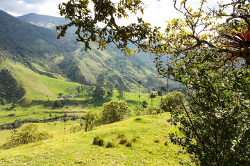 Fototapeta premium Cocora Valley, which is nestled between the mountains of the Cordillera Central in Colombia.