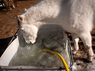 Andalusian horse drinking from frozen water in his paddock.