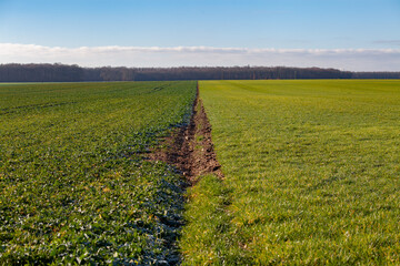 Champs de colza et de bl&eacute; en hiver