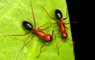 Two red and black Florida carpenter ants against a green leaf background. Camponotus floridanus.