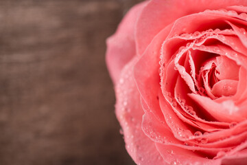 Close up photo image of tender beautiful delicate rose of pastel pink coral color with rain drops on petals