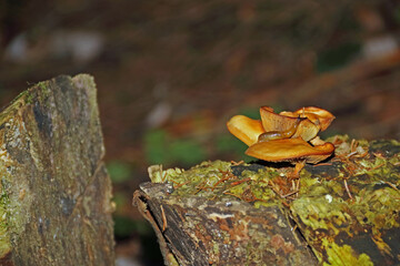 Wildpilz mit Schnecke